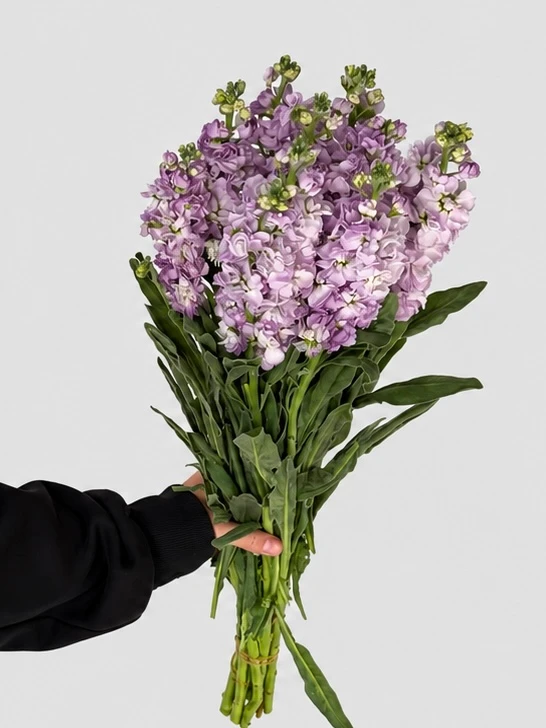 Банч маттиолы фиолетовой (10 шт), изображение 2